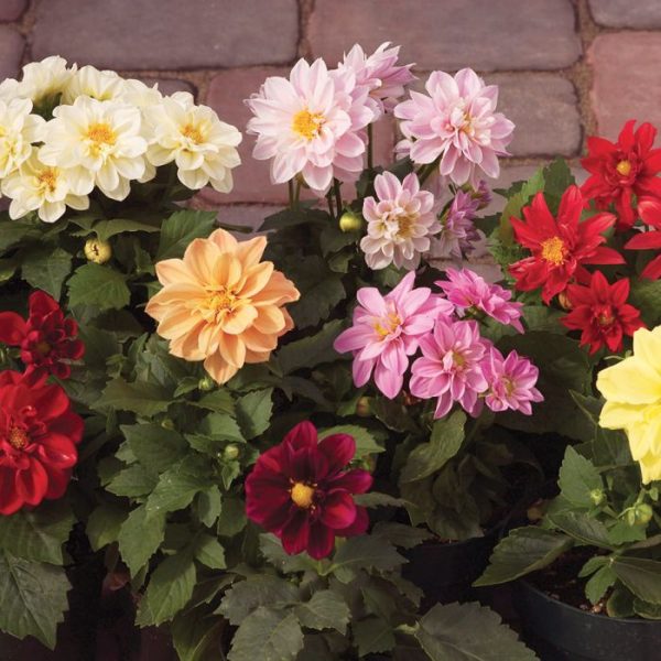 Product image of Dahlia, a dahlia cultivar supplied as Weston seed. The photograph shows the identifying appearance presented for this variety and helps gardeners recognize the packet or plant while comparing options for a home garden. For best results, label the row and observe the plants regularly as conditions change through the season. Adjust watering to rainfall, wind, container size, and the actual moisture at soil level.