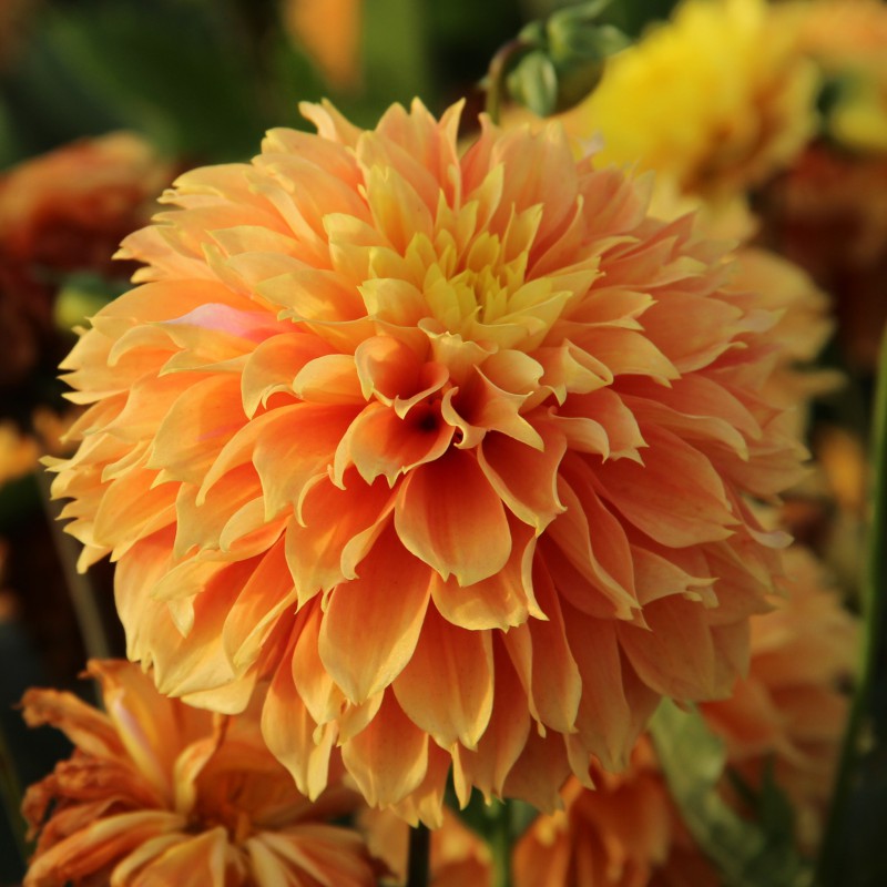 Dahlia frangé ‘Deep Impact’ ( Dahlia ) : une grande fleur de dahlia orange abricot à cœur jaune, aux nombreux pétales légèrement découpés. Cette photographie montre le sujet de près et permet d’en observer les formes, les couleurs et la disposition. Le cadrage attire l’attention sur les éléments visibles au premier plan. Cette vue complète la présentation du produit en donnant un aperçu de son apparence à cette étape, dans la scène photographiée.