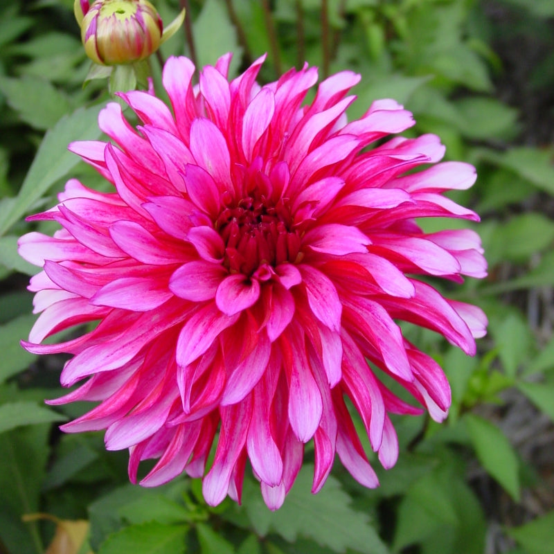 Dahlia ‘Art Nouveau’ ( Dahlia ) : une grande fleur de dahlia rose magenta, aux pétales pointus, avec un bouton et du feuillage vert. Cette photographie montre le sujet de près et permet d’en observer les formes, les couleurs et la disposition. Le cadrage attire l’attention sur les éléments visibles au premier plan. Cette vue complète la présentation du produit en donnant un aperçu de son apparence à cette étape, dans la scène photographiée.