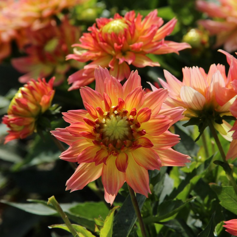 Dahlia Gallery ‘Pablo’ ( Dahlia ‘Gallery Pablo’) : des fleurs de dahlia aux pétales saumon et jaune, avec des boutons au-dessus du feuillage. Cette photographie montre le sujet de près et permet d’en observer les formes, les couleurs et la disposition. Le cadrage attire l’attention sur les éléments visibles au premier plan. Cette vue complète la présentation du produit en donnant un aperçu de son apparence à cette étape, dans la scène photographiée.