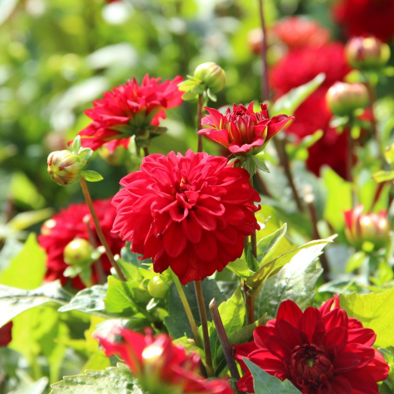 Dahlia ‘Singer’ ( Dahlia ‘Gallery Singer’) : plusieurs dahlias rouges en fleurs et en boutons, sur des tiges entourées de feuillage vert. Cette photographie montre le sujet de près et permet d’en observer les formes, les couleurs et la disposition. Le cadrage attire l’attention sur les éléments visibles au premier plan. Cette vue complète la présentation du produit en donnant un aperçu de son apparence à cette étape, dans la scène photographiée.