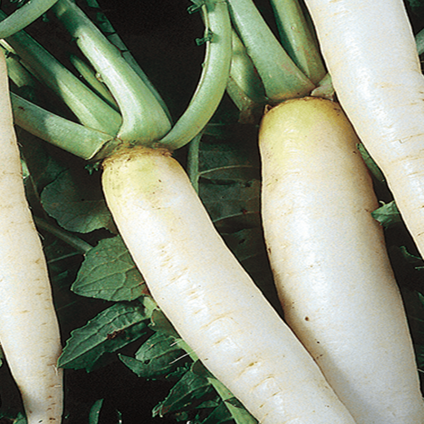 Radis daikon bio