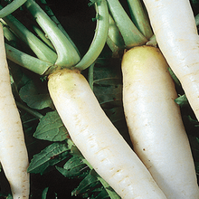 Radis daikon bio
