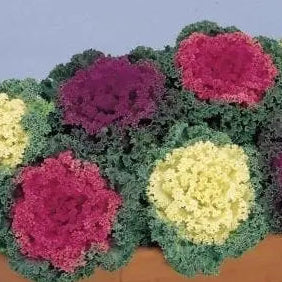 Photo de Chou décoratif Nagoya Mélange F1. Le chou décoratif 'Nagoya Mélange F1' se distingue par son feuillage très frisé, aux couleurs éclatantes qui s’intensifient dans des températures fraîches. La couleur caractéristique est : couleurs variées. Le visuel permet d’observer les contours, les teintes et la disposition des éléments présentés.