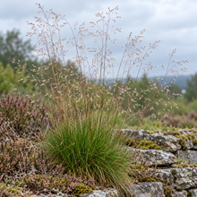 Deschampsia flexuosa en touffe, au feuillage fin vert et aux panicules aériennes légèrement rosées.