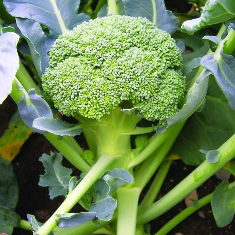 Photo de Brocoli ‘BR 18’ F1. Le visuel permet d’observer les contours, les teintes et la disposition des éléments présentés. Les détails de forme et les contrastes donnent un aperçu de l’apparence de cette plante ou de sa récolte. Cette photographie accompagne la variété nommée afin de l’identifier dans la sélection de semences.