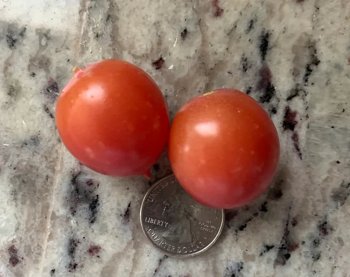 Tomate Ditmarsher – Gaia Organic Seeds