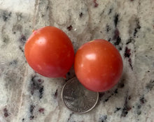 Tomate Ditmarsher – Gaia Organic Seeds