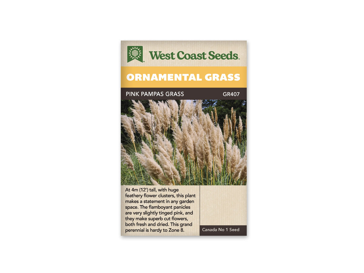 Sachet West Coast Seeds Pink Pampas Grass montrant de hautes panicules plumeuses beige clair et crème. Les longs plumets se dressent au-dessus de feuilles vertes très étroites. Certains sont plus denses et d’autres plus effilés. Un fond de feuillage sombre souligne leurs contours souples; la couleur visible reste pâle, avec une nuance rosée discrète.