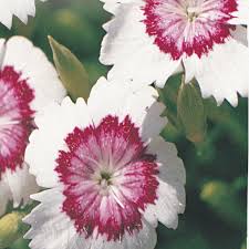 'Arctic Fire' Carnation