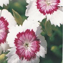 'Arctic Fire' Carnation