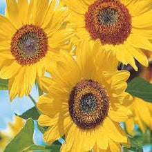 'Henri Wilde' Sunflower