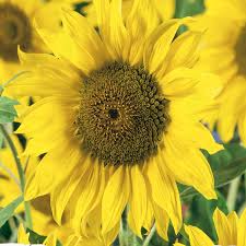 Tournesol 'Munchkin'