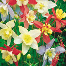 Spurred columbine mix 