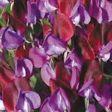 Sweet pea 'Cupani' 