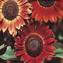 Sunflower 'Evening sun' 