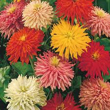 Zinnia 'Giant cactus flower' mix 