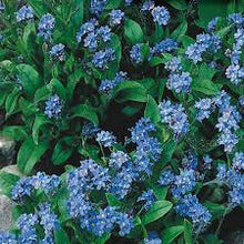 Cynoglossum 'Firmament'