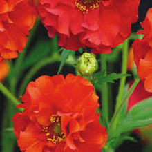 Benoîte 'Red Dragon' 