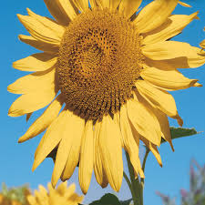 Sunflower 'Golden Hedge'