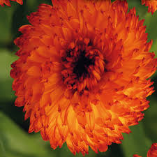 Calendula 'Neon' 