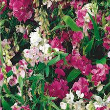 'Everlasting' Sweet Pea 