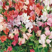 'Little Sweetheart' Sweet Pea Mix 