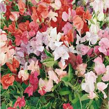 'Little Sweetheart' Sweet Pea Mix 