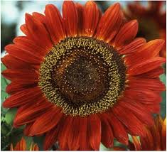 Tournesol 'Red Sun'