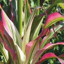 Ornamental 'Japanese Stars and Stripes' 