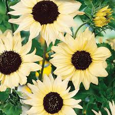 Sunflower 'Vanilla Ice'