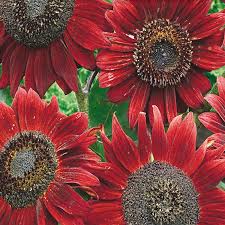 'Velvet Queen' Sunflower