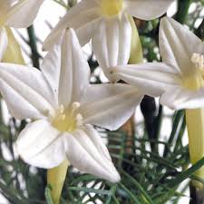 Ipomea Quamoclit blanc
