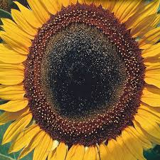 'Taiyo' Sunflower