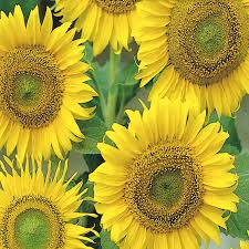 Sunflower 'Large Seeded Tall'