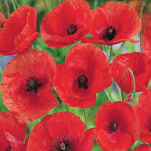 Pavot 'Flanders Field'