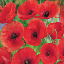 Pavot 'Flanders Field'