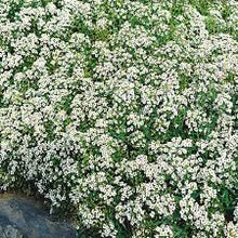 Alyssum 'Carpet of Snow'