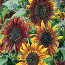 'Paquito' Sunflower