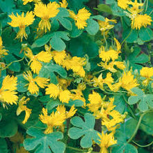 Canary Island Nasturtium 