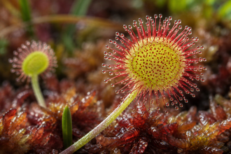 Round-leaved sundew (Drosera rotundifolia), a small native carnivorous plant with rounded leaves arranged in a rosette. Sticky droplets cover the leaf surfaces and give this bog plant its distinctive appearance. Offered as seed for cultivation, it suits acidic, nutrient-poor bog gardens and specialized botanical collections. Its small scale allows the unusual leaf structure to be appreciated in a carefully prepared habitat.