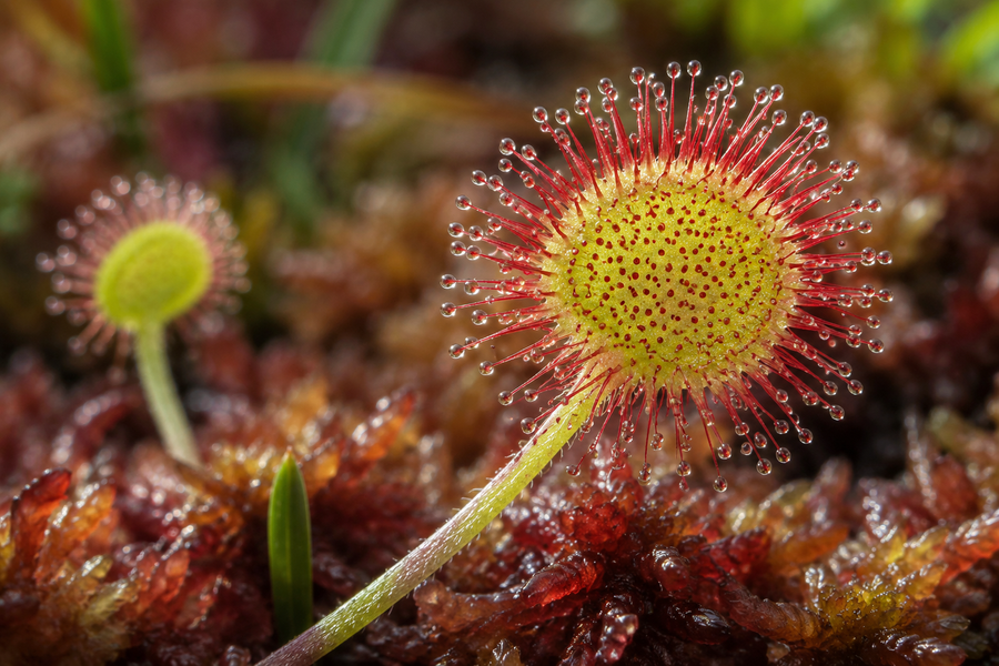 Droséra à feuilles rondes, petite plante carnivore indigène.