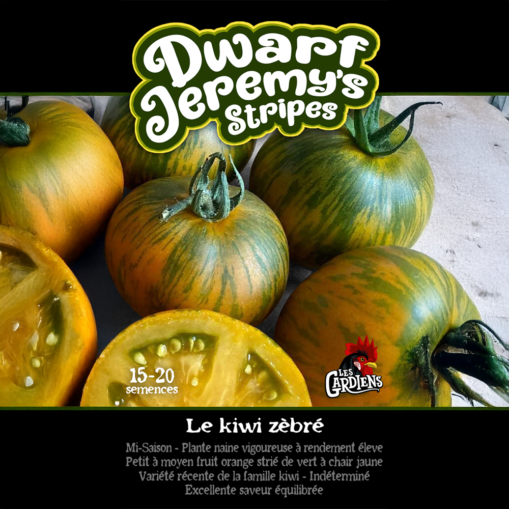 Dwarf Jeremy's Stripes tomato (<em>Solanum lycopersicum</em> ‘Dwarf Jeremy's Stripes’)