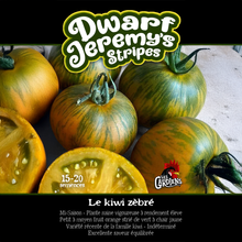 Dwarf Jeremy's Stripes tomato (<em>Solanum lycopersicum</em> ‘Dwarf Jeremy's Stripes’)