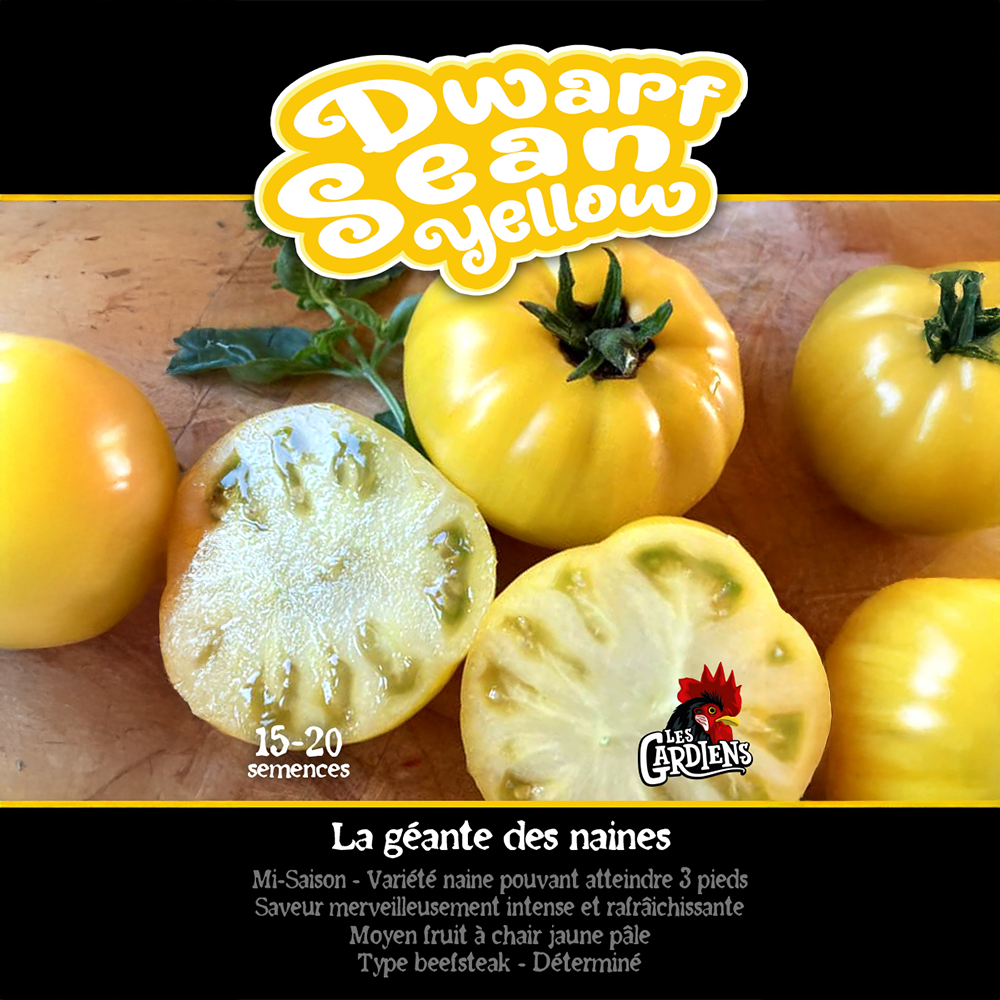 Sean’s Yellow Dwarf tomato (<em>Solanum lycopersicum</em> ‘Sean’s Yellow Dwarf’)