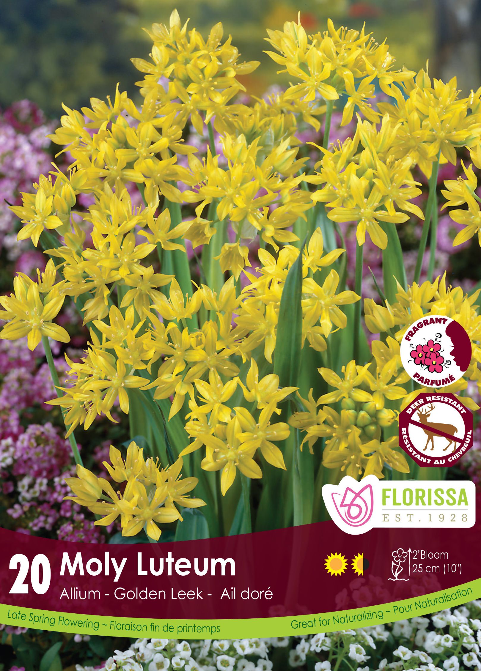 Golden garlic (<em>Allium moly var. luteum</em>)
