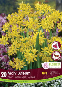 Allium Moly Luteum