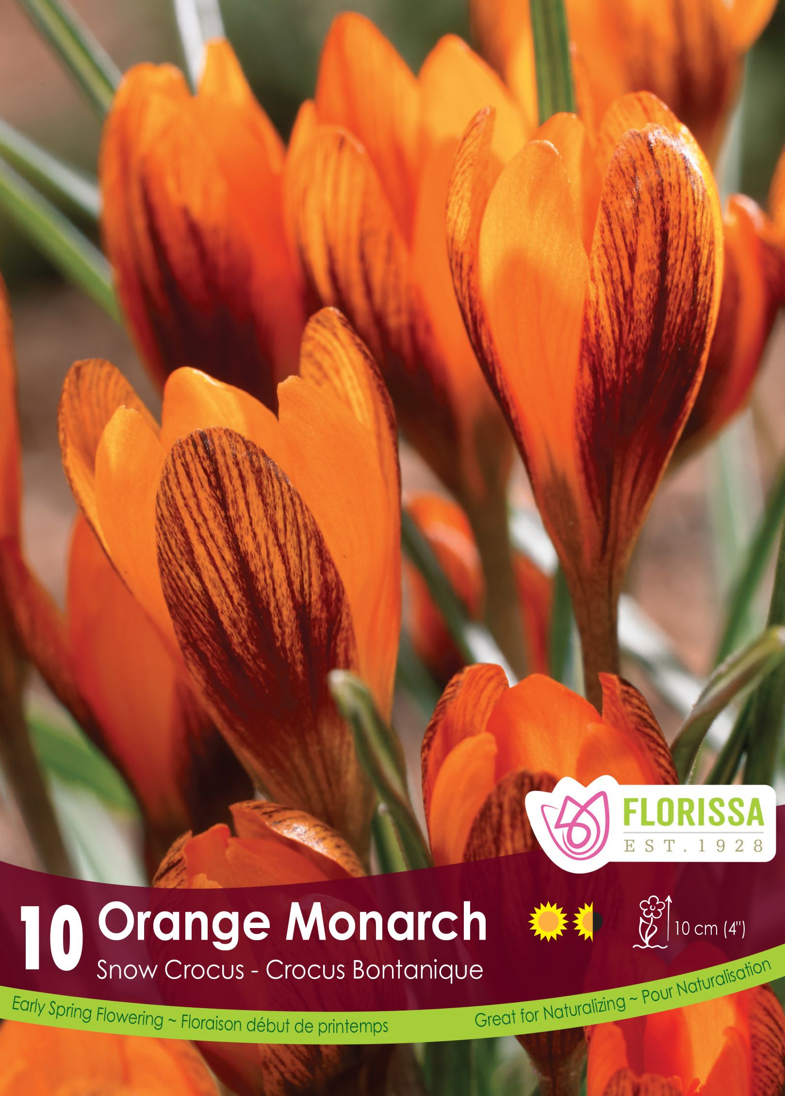 Orange Monarch Crocus (<em>Crocus</em> ‘Orange Monarch’)