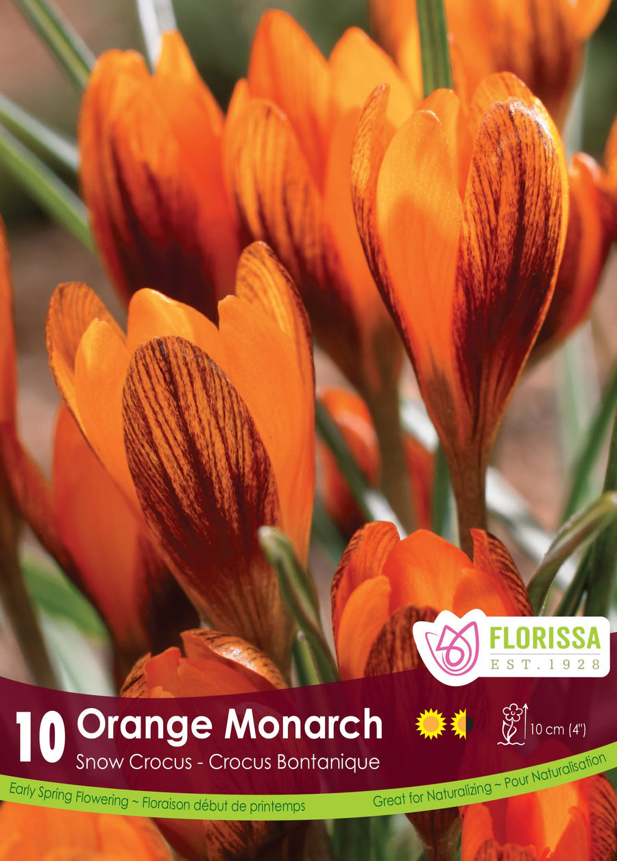 Orange Monarch Crocus