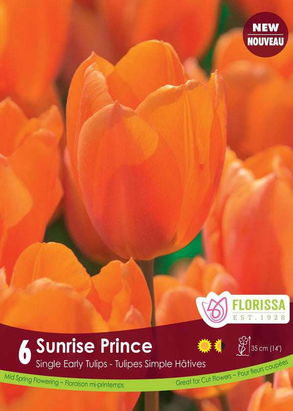 Tulipe Sunrise Prince